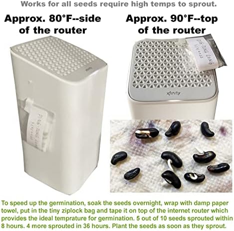 Bean Seeds for Planting Vegetables and Fruits.Pole Beans,Bush Beans,Romano Beans.Non GMO Garden Seeds for Home Vegetable Garden(6g,30+) Yardlong Pole Bean Seeds for Planting,Yard Long Asparagus Bean豇豆 - Image 3