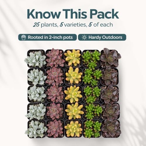Mountain Crest Gardens Live Succulent Plant Bulk Assortment | 25 Mini Potted Succulents in 2 Inch Pots | Assorted Live Plants for Wedding Favors, DIY Crafts, Gifts, Centerpieces and Home Decor - Image 2