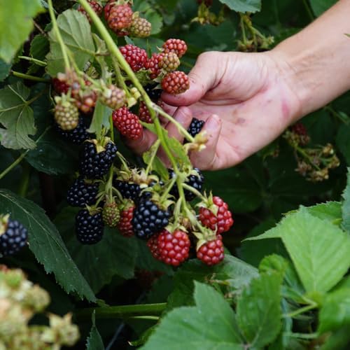 PERFECT PLANTS PrimeArk Freedom BlackBerry Bush 1 Gallon | Live Thornless Fruit for Outdoor Planting | Large Fruits for Home Gardens | Dark Purple Berries Emerge During Early Summer - Image 5