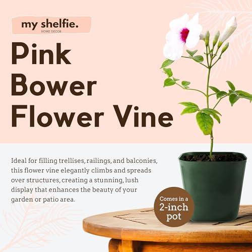 Pink Bower Vine Live Plant, Pandorea Jasminoides Climber, 2-Inch Pot - Image 2