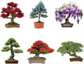 6 Types of Bonsai Tree Seeds for Planting - Pick from 3 Kits or Get Them All (Kit One - 6 Types) by CZGrain