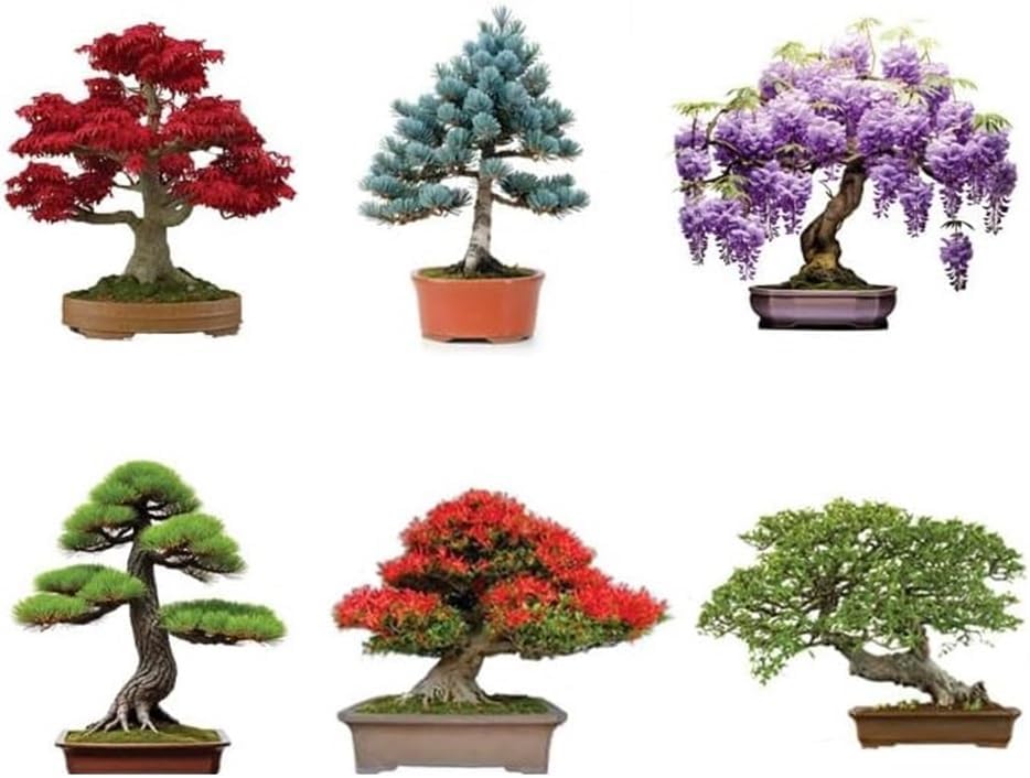 6 Types of Bonsai Tree Seeds for Planting - Pick from 3 Kits or Get Them All (Kit One - 6 Types) by CZGrain