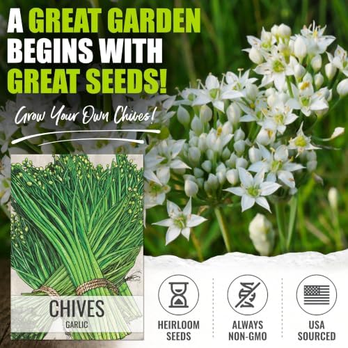 Seed Needs Garlic Chives Seeds to Plant an Herb Garden - 2 Packs - Image 2