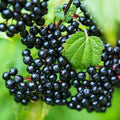 American Elderberry Live Plant, Edible Berry Bush Plant, 6-12 Inches Tall by GardenNurserySince1996