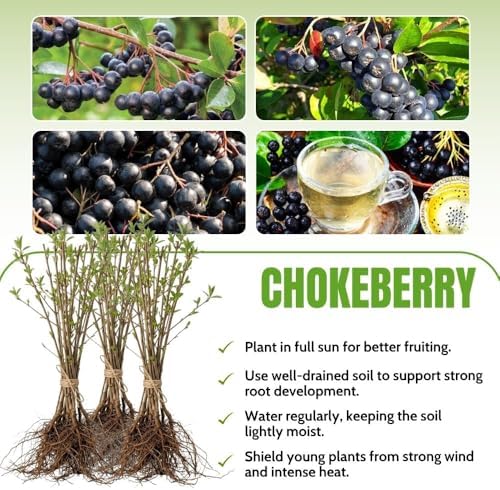 Live Black Chokeberry Plant, Bare Root - 12-16 Inch Tall Plants - Image 2