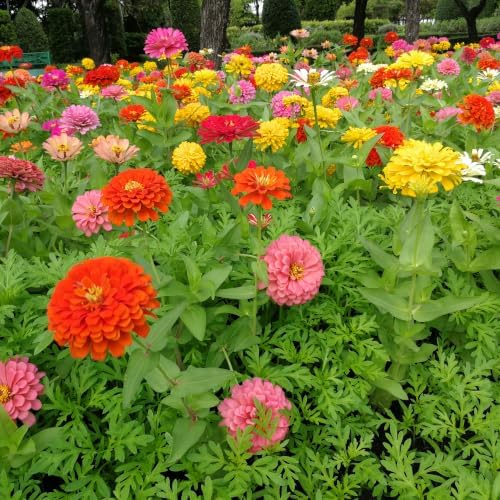 50+ Zinnia Seeds for Planting - Heirloom Non-GMO - Image 5