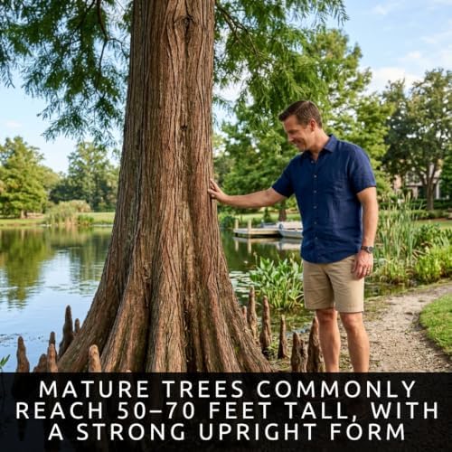 30 Bald Cypress Tree Seeds | Taxodium Distichum Seeds for Planting - Image 5
