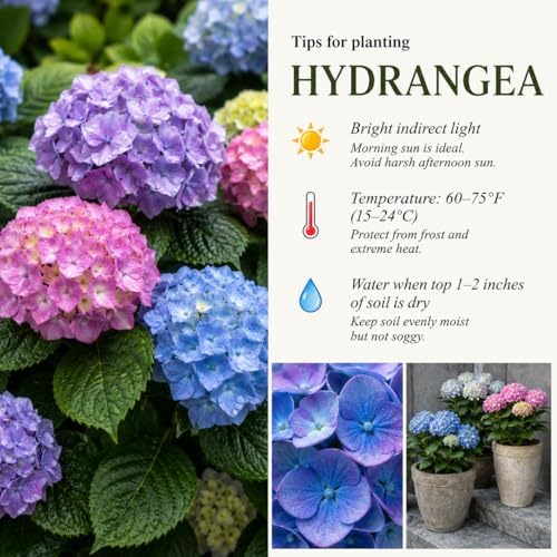 Green Hydrangea Live Plant, Perennial Flowering Bush, 4-7'' Tall, 2.5'' Pot - Image 3