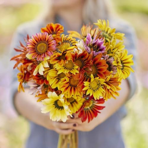 300 Perennial Mix Gazania Seeds Heat-Perennial Ground Cover Seeds-Drought Tolerant Garden Wild Flowers Seed for Gardens Outdoor - Image 3
