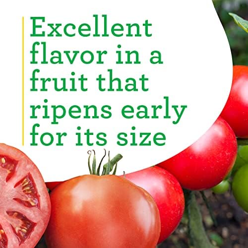 Bonnie Plants Big Beef Tomato 19.3 oz. 4-pack - Image 4
