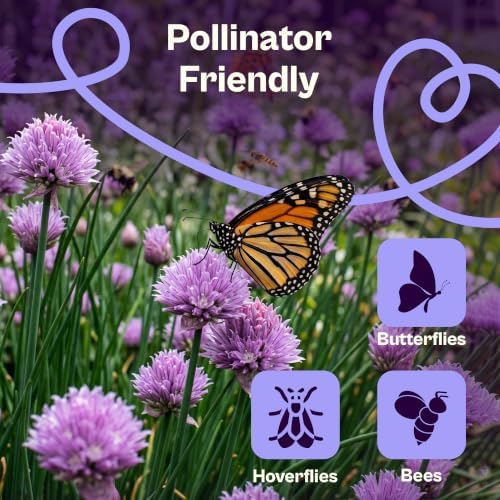 SVI 800 Chives Seeds (Allium schoenoprasum) – Onion Chives Seed Packets, Heirloom Perennial Herbs with Mild Onion Flavor – Culinary Herb Seeds for Home Garden, Containers, Indoor & Outdoor Herb Garden - Image 4