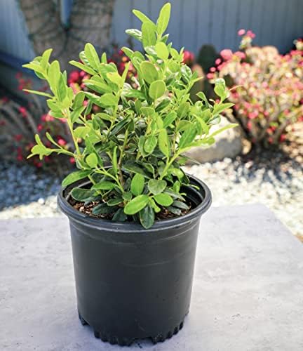 Burford Shrub (1G), Flowering Shrubs Privacy Trees for Planting, Live Plants in Planters for Outdoor Plants, Ilex Plant Live Plant Outdoor Garden Decor, Potted Plants Live Tree by Plants for Pets - Image 3
