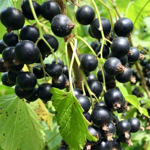 Consort Black Currant Bush Live Plant, Edible Berry Fruit, 5-9 Inch Tall - Image 6