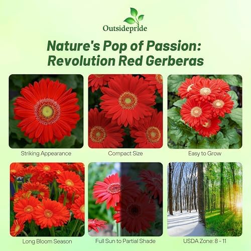 Outsidepride Red Gerbera Seeds - 10 Pcs Perennial, Compact & Low Maintenance, Flower Seeds for Planting w/Mounding Foliage & Vibrant Red Blooms, Ideal for Garden Landscaping & Cut Flower Arrangements - Image 2
