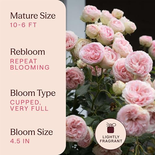 Heirloom Climbing Roses, Live Own Root Plant, Eden Climber - Image 6