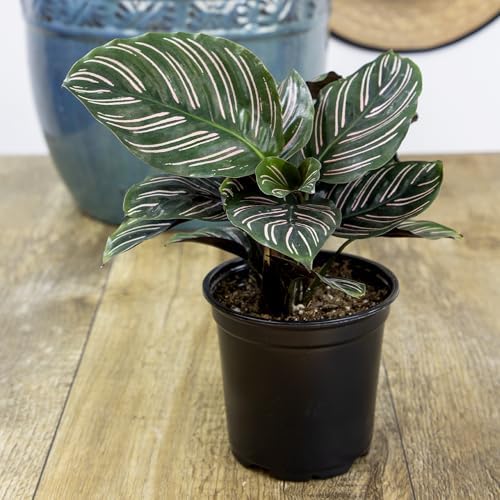 Pet Safe Live Prayer Plant Calathea Collection (3PK) in 4 Inch Pots, Pet Friendly Houseplants, Rattlesnake Plant, Orbifolia, Non-Toxic Houseplant Mix - Image 7