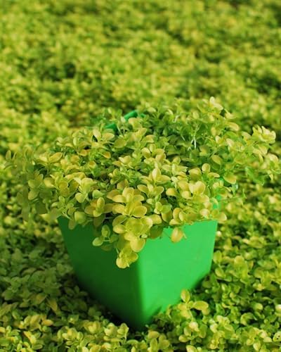 Veronica repens 'Sunshine' (Golden Creeping Speedwell) Groundcover, 1 Quart, Blue Flowers - Image 3