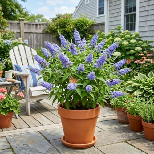 Light Blue Butterfly Bush Live Plant, Border Flower Shrub, 4-6 Inch Tall - Image 3