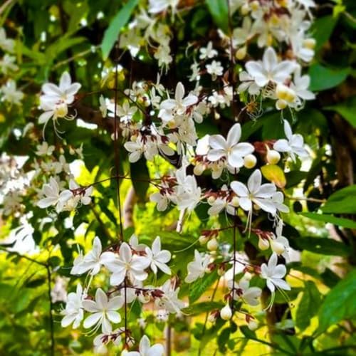 Smithianum Clerodendrum Wallichii Live Plant, 4-9" Tall Starter - Image 4