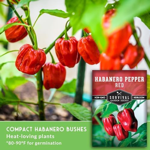 Red Habanero Pepper Seeds for Planting (2 Pack) - Image 3