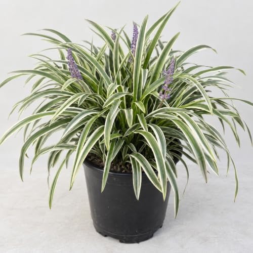 20 Variegated Liriope Live Plants Monkey Grass Liriope (20 Pack) - Image 4