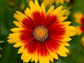 Greenwood Nursery: Live Perennial Plants - Uptick Gold & Bronze Tickseed + Coreopsis Baluptgonz - [Qty: 1x Pint Pot] - (Click for Other Available Plants/Quantities) by GreenwoodNursery