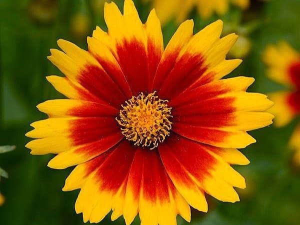Greenwood Nursery: Live Perennial Plants - Uptick Gold & Bronze Tickseed + Coreopsis Baluptgonz - [Qty: 3X Pint Pots] - (Click for Other Available Plants/Quantities) by GreenwoodNursery