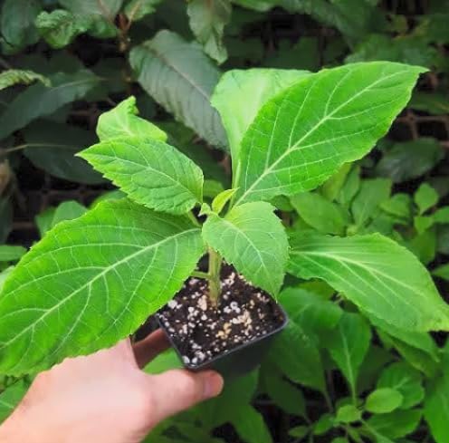 Salvia greggii 'Mirage Rose Bicolor' (Autumn Sage) Dwarf Grows to 14 inches Tall - Flowering Starter Size Plant – 1 Live Plant - in 2.5" Pot – Hardy Flowering Perennial, Pollinator Favorite - Image 2
