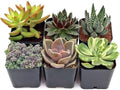 Mountain Crest Gardens Ultimate Succulent Variety Pack - 6 Unique Live Plants, Rooted in 2 inch Pots - Indoor/Outdoor Real Succulents for Garden Decor, Favors, DIY Arrangements by MountainCrestGardens