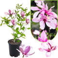 Ann Magnolia Live Plant, Fragrant Bloom Tree, 12-18 Inch Tall, Gallon Pot by UIOTER