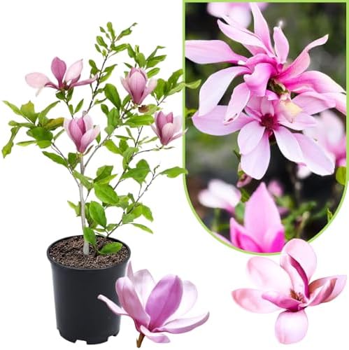 Ann Magnolia Live Plant, Fragrant Bloom Tree, 12-18 Inch Tall, Gallon Pot by UIOTER