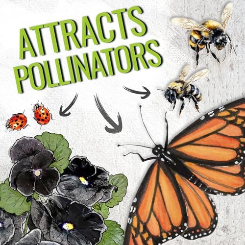 Seed Needs Black Pansy Seeds to Plant a Gothic Butterfly Garden 5 Packs - Image 6