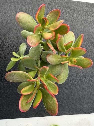 Sprout N Green Live Succulent Golden Jade with White Stripe Pot - Image 2