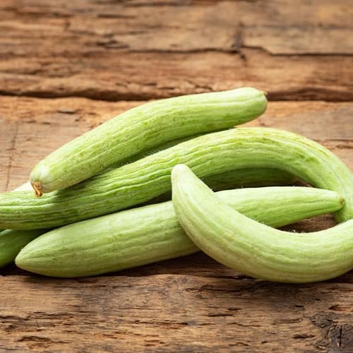 Eden Brothers Cucumber Seeds - Armenian Pale Green - Image 2