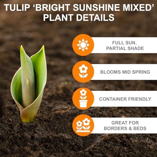 Garden State Bulb Bright Sunshine Mix Single Late Tulip Flower Bulbs, 12/+ cm (Bag of 25) - Image 2