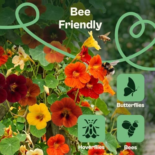 SVI 100 Mix Jewel Nasturtium Seeds (Tropaeolum nanum) – Dwarf Nasturtiums Seed Packets, Wildflower Seed Mix – Cut Flower Seeds Packets for Containers, Butterfly Garden, Flower Beds & Outdoor Garden - Image 4