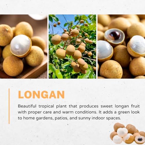 Longan Tree Live Plant, Backyard Orchard Tree, 6-8 Inch Tall, 4 Inch Pot - Image 2