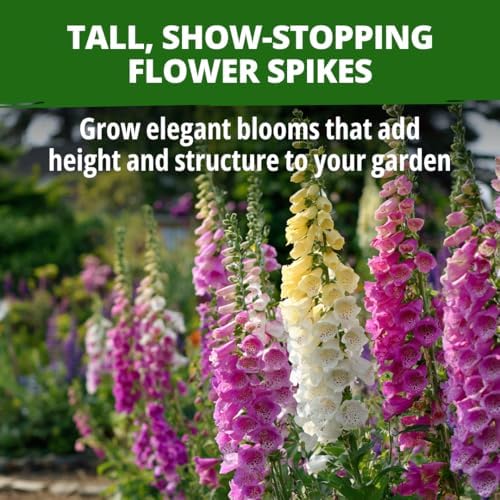 HOME GROWN Foxglove Excelsior Mix 8000 Flower Seeds Digitalis purpurea - Image 3