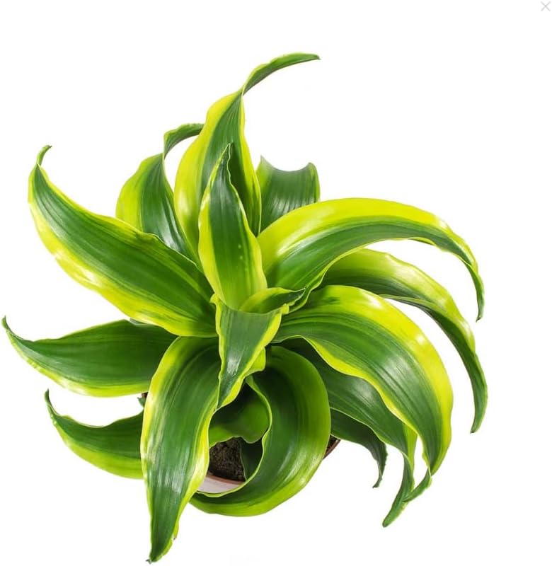 Variegate Dracaena Plant Live Indoor 4" Pot, Curly Dracaena Tree Ornamental Houseplant - Image 7