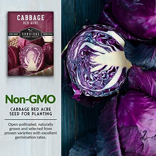 Red Acre Cabbage Seeds for Planting – Survival Garden Seeds (2 Packs) - Image 2