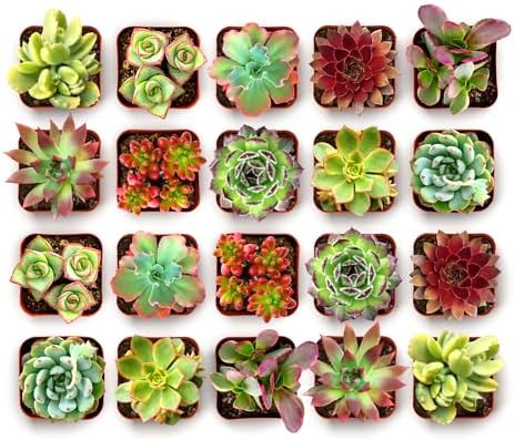 Shop Succulents Spring Beauties Bulk Succulent Plant Pack – Live Mini Succulent Plants, Bright Colorful Mix, Easy Care Houseplants – Gardening, Terrariums, Gifts & Party Favors, 2" Pots - Image 2
