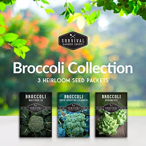 Broccoli Seeds for Planting – 3 Varieties - Survival Garden Seeds - Image 2