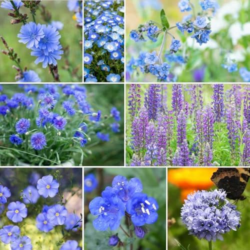 Eden Brothers Singin the Blues Wildflower Mixed Seeds for Planting, 5 lb, 2,400,000+ Seeds with Blue Flax, Lupine, Chicory, Attracts Pollinators, Plant in Spring or Fall, Zones 3, 4, 5, 6, 7, 8, 9, 10 by EdenBrothers