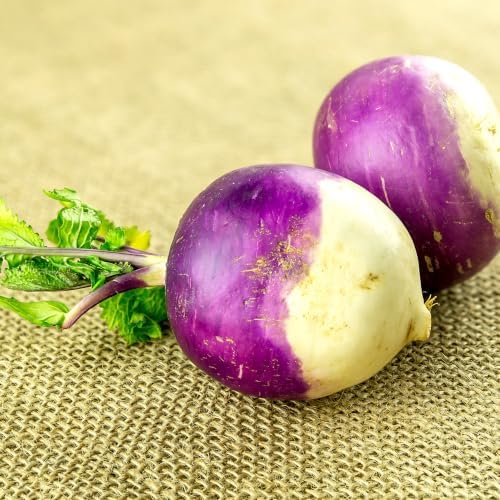 5000+ Turnip Seeds for Planting - Heirloom Non GMO - Image 5
