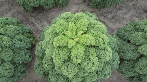 300+ Seeds Bush Kale Giant Cabbage - Vegetable Green - Image 7