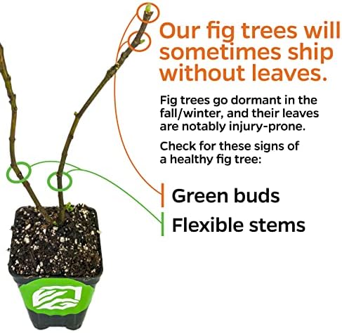 Kadota Fig Tree Live Plant - Ficus carica - Wellspring Gardens Starter Plant - Image 5