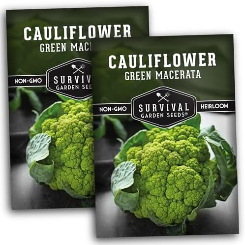 Green Macerata Cauliflower Seeds for Planting, 2 Packs by SurvivalGardenSeeds