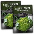 Green Macerata Cauliflower Seeds for Planting, 2 Packs by SurvivalGardenSeeds
