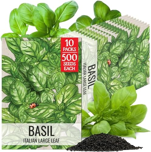 Seed Needs Italian Large Leaf Basil Seeds to Plant an Herb Garden - 10 Packs by SeedNeeds