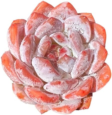 Echeveria Monroe Rare Live Succulent Plants, 1 Head Pot Size 3.5" Pink Live Plant, Excludes Pot & Soil, Garden Indoor Office Desk, Wedding Party Baby Shower Decor, Gift for Plant Enthusiasts by Unknown